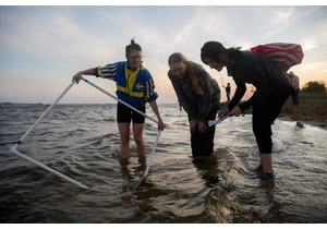 Horseshoe crab counting with New York’s citizen scientists