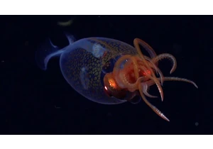 We Finally Have Video Footage of a Colossal Squid After 100 Years: Watch Now