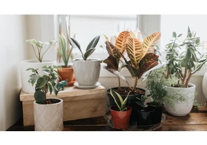 Put One of These Houseplants in Your Kitchen to Keep Bugs Away     - CNET