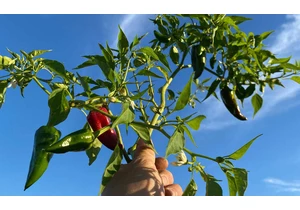 Learning to grow with the Hampton's pepper professionals