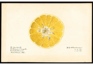 10 Years of Pomological Watercolors