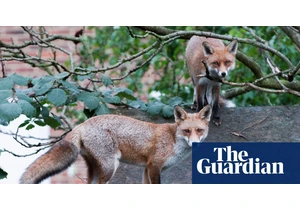 Google battling 'fox infestation' on roof of £1B London office