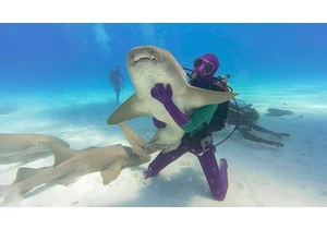 Shark Week 2025: How to Watch and Stream the Toothy Programming Event