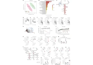 Cysteine depletion triggers adipose tissue thermogenesis and weight loss
