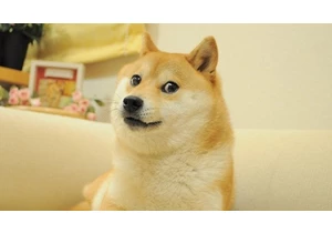 Kabosu, the Dog Behind the 'Doge' Meme, Has Died