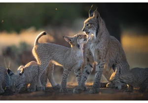 The Iberian lynx doubles its population in just three years