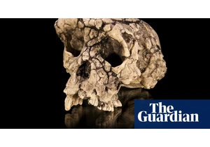 The curse of Toumaï: an ancient skull and a bitter feud over humanity's origins