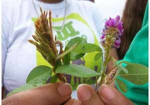 Little-known leguminous plant can increase beef production by 60% (2022)