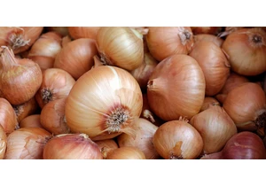 Leeks and Leaks – Daniel.haxx.se
