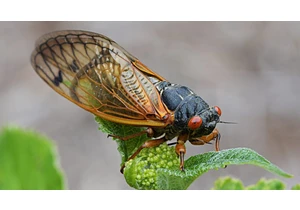 I'm Dreading Cicada Season. The Latest Swarm Will Invade These States