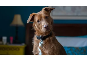 Experts Answer: Is a Dog Actually Good for Your Home Security?