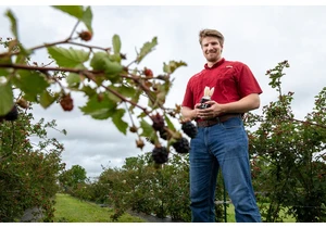 Robot hand could harvest blackberries better than humans