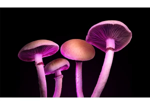 What Happens When Clergy Take Psilocybin