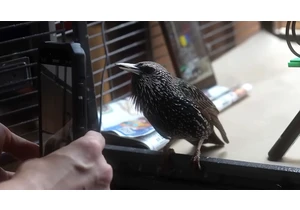  Yes, you can store data on a bird — enthusiast converts PNG to bird-shaped waveform, teaches young starling to recall file at up to 2MB/s 