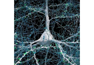 Průlom v konektomu: AI pomohla zmapovat milimetr krychlový lidského mozku