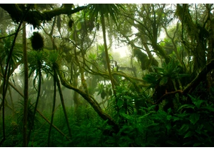 Forests offset warming more than thought: study