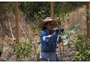 The Japanese method of creating forests comes to Mexico