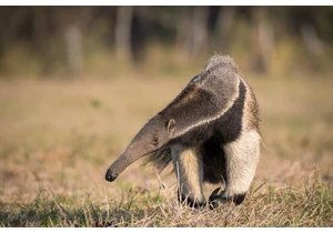 Mammals Evolved into Ant Eaters 12 Times Since Dinosaur Age, Study Finds