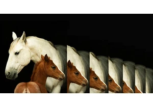 The Creepy, Surprisingly Routine Business of Animal Cloning