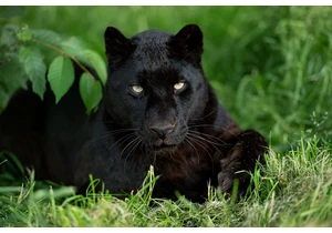DNA confirms there IS a big cat roaming the British countryside
