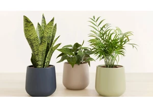 The Absolute Hardest Houseplants to Kill, According to Plant Pros     - CNET