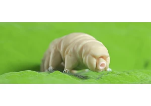 Scientists Put Tardigrade Proteins into Human Cells. Here's What Happened