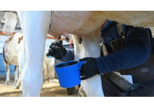H5N1 prevalence in milk suggest US bird flu outbreak in cows is widespread