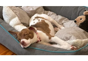 You Can Turn Your Pet Pictures Into Emoji on Your iPhone. Here's How