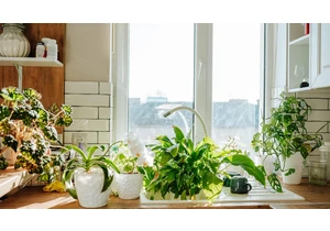 The Best Houseplants for Air Purification