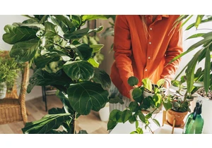 These Are the 9 Hardest Houseplants to Kill (Trust Me, I've Tried)