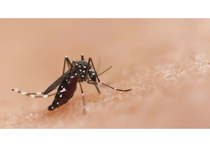 Scientists genetically engineer a lethal mosquito STD to combat malaria