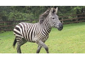 Zebra remains on the loose in Washington state, officials close trailheads