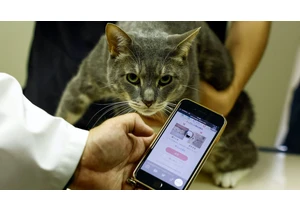 In Japan, an AI app is detecting pain in cats