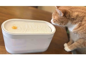 This Smart Pet Fountain Looks So Good I Almost Drank Out of It