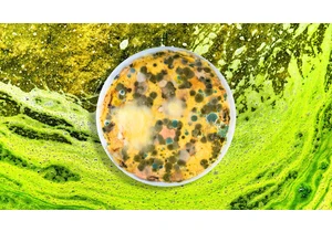 What happens when you mix random stuff in a bowl for 100 days? TikTok found out