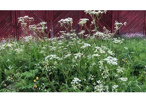 Gardeners Beware: Experts Warn These 9 Poisonous Flowers Might Be in Your Backyard