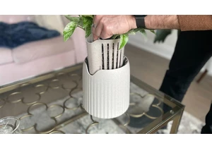 Want Cleaner Air? This Houseplant Filters It 30 Times Better Than Others     - CNET