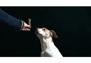 From training dogs to intelligent machines: Here’s how reinforcement learning is teaching AI