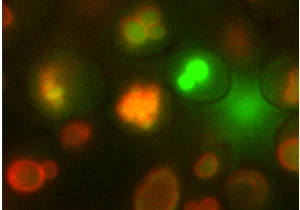 New Process Uses Microbes to Create Valuable Materials from Urine