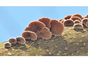 A compact biodegradable battery with fungal paper electrodes is what researchers at this university are dreaming of