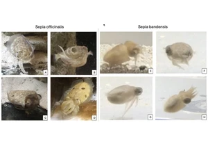 Cuttlefish 'talk' with their arms, study reveals