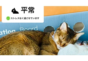 AI-powered Catlog smart collar now notifies you if your cat feels stressed