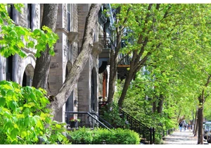 Trees on city streets cope with drought by drinking from leaky pipes