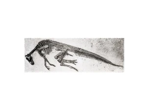 Dinosauři (ne)přežili do paleocénu