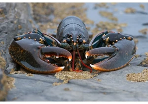 Despite Nvidia claims, Chinese smugglers have used live lobsters and fake baby bumps to traffic chips
