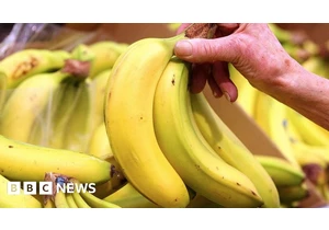 Banana prices to go up as temperatures rise, says expert