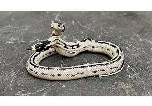 Meet Angel/Zeke, a Rare 2-Headed Snake Surviving Against the Odds
