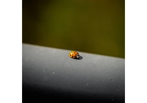 An almost catastrophic OpenZFS bug and the humans that made it