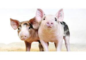 The US has approved CRISPR pigs for food