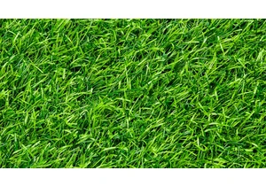 This Is the Best Way to Keep Your Grass From Dying in the Summer Heat